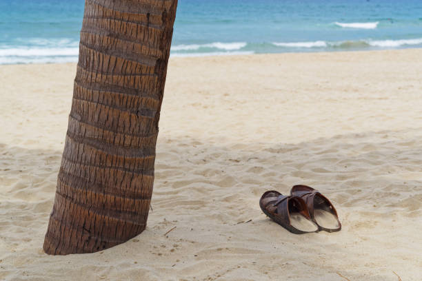 Vacation concept. Pair of sandals on sandy beach beside of palm tree trunk