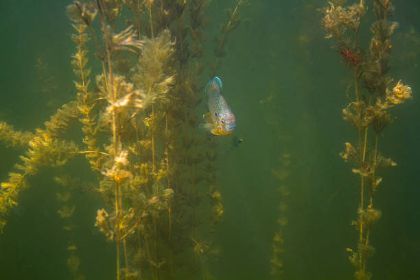 sunfish hidding in myriophyllum spicatum - hidding imagens e fotografias de stock