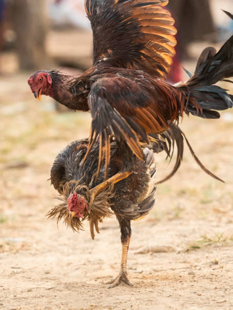 istock cock fighting fiercely 1212197460