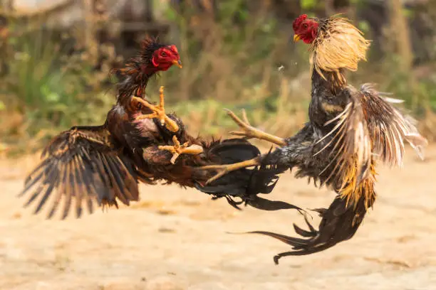 Photo of cock fighting fiercely