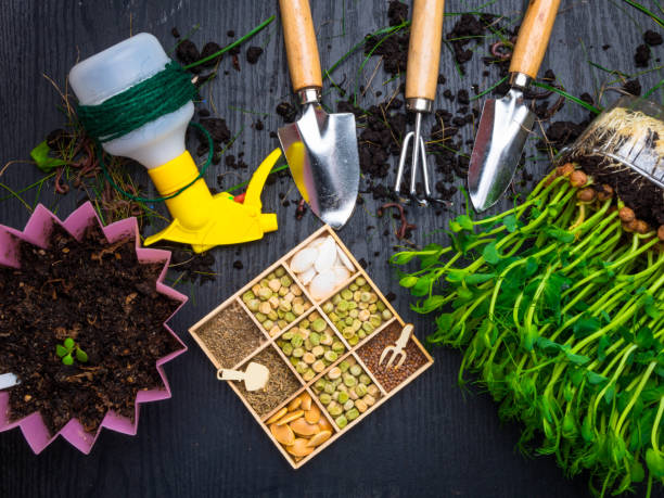 istock gardening tools, microgreens, seeds on wooden table 1212197714