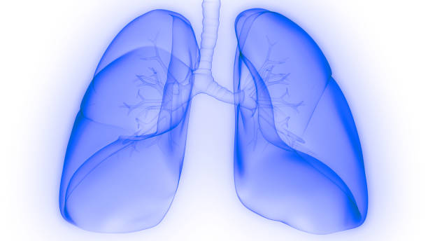 istock Lungs a Part of Human Respiratory System Anatomy X-ray 3D rendering 1212202273