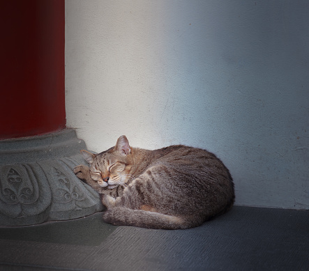 Cat at the Bayezid II Mosque in Istanbul, Turkey.
