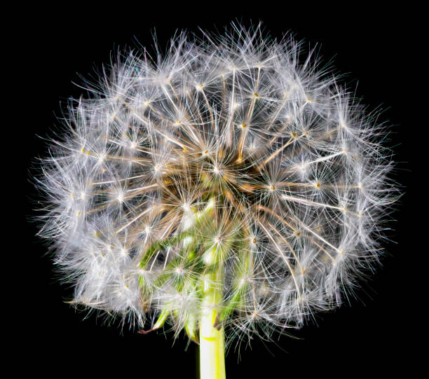 istock Taraxacum officinale (dandelion) macro 1212205277