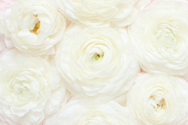 istock Cream ranunculus flowers close up. Spring concept 1212205493