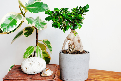 Ficus ginseng bonsai tree and indian rubber houseplant.