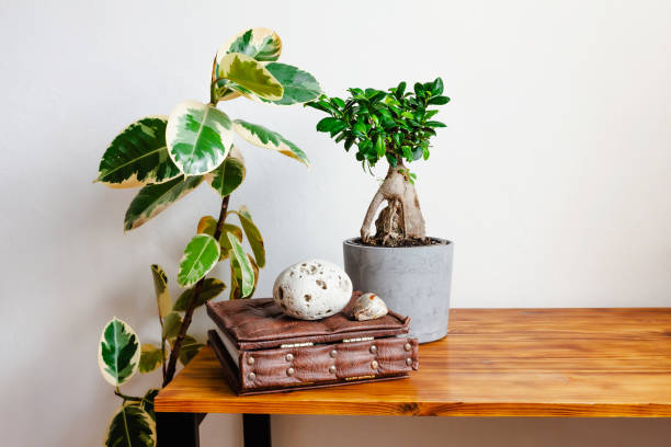 istock Houseplants in stylish scandinavian minimalistic interior. 1212205552