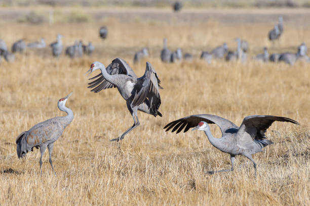 istock Migrating Greater Sandhill Cranes in Monte Vista, Colorado 1212206859