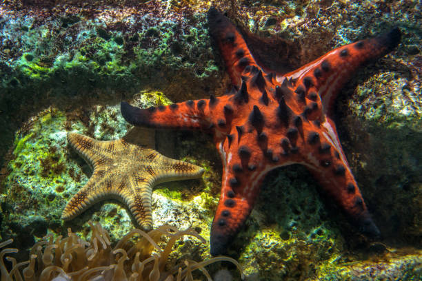 istock 2 starfish on the coral reef under the sea. 1212206971