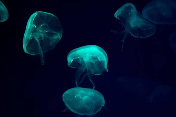 Beautiful Jellyfish Moving Through The Water Neon Lights In Aquarium Stock  Photo - Download Image Now - iStock