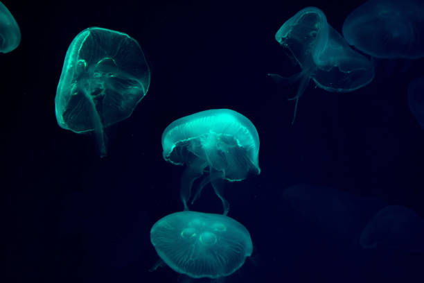 Beautiful Jellyfish Moving Through The Water Neon Lights In Aquarium Stock Photo - Download Image Now - iStock Beautiful Jellyfish Moving Through The Water Neon Lights In Aquarium Stock Photo - Download Image Now - iStock