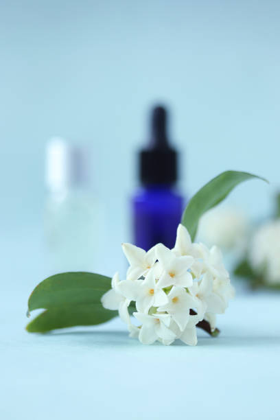 istock aromaoil and white winter daphne (jinchouge) 1212207055