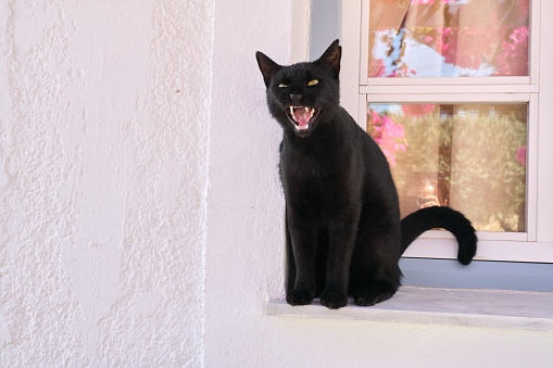 Big adult black cat opened its mouth, shows fangs and tongue, outdoor, white wall at home background, copy space white wall background