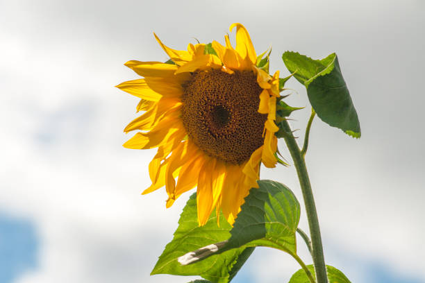 istock Blooming Sunflower Against a Cloudy Sky 1212210341