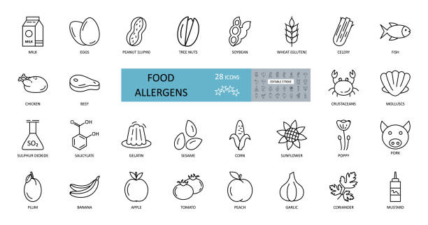 식품 알레르겐 아이콘입니다. 편집 가능한 스트로크가 있는 28개의 아이콘벡터 세트입니다. 컬렉션은 글루텐, 생선, 계란, 조개, 땅콩, 루핀, 콩, 셀러리, 우유, 나무 견과류와 같은 대부분의 알레 - soya meat stock illustrations