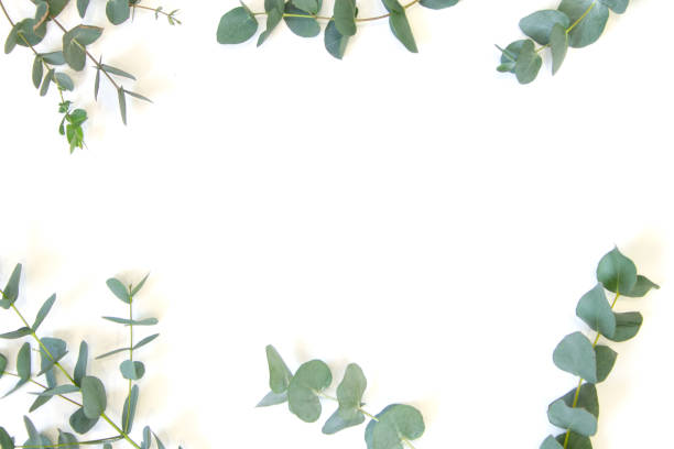 istock natural eucalyptus lies on a white background 1212211719