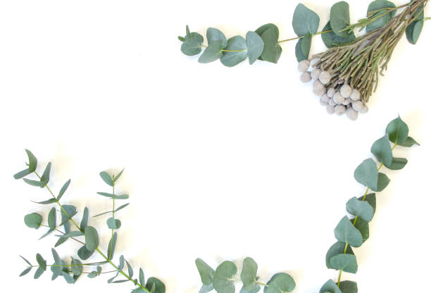 istock natural eucalyptus lies on a white background 1212211725
