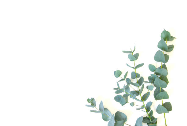 istock natural eucalyptus lies on a white background 1212211726