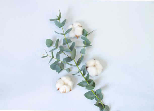 istock eucalyptus and cotton bolls on a pastel blue background 1212211739