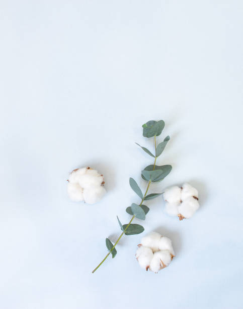 istock eucalyptus and cotton bolls on a pastel blue background 1212211740