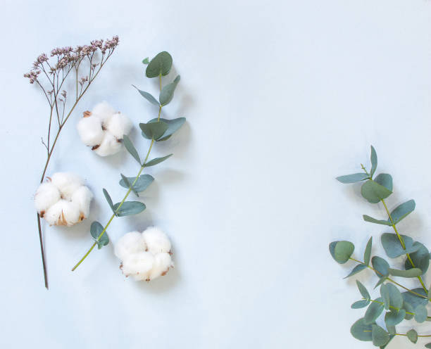istock eucalyptus and cotton bolls on a pastel blue background 1212211744