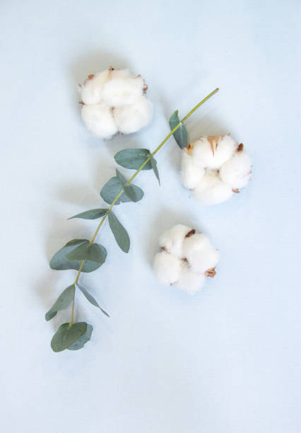 istock eucalyptus and cotton bolls on a pastel blue background 1212211747