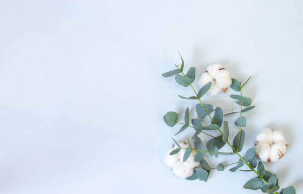 istock eucalyptus and cotton bolls on a pastel blue background 1212211756