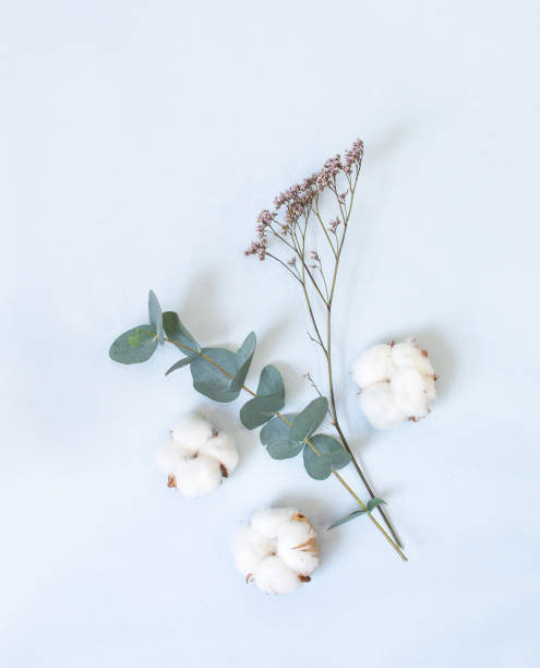 istock eucalyptus and cotton bolls on a pastel blue background 1212211774