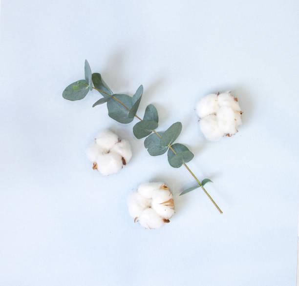 istock eucalyptus and cotton bolls on a pastel blue background 1212211784