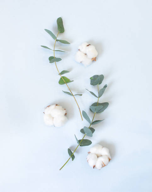 istock eucalyptus and cotton bolls on a pastel blue background 1212211787