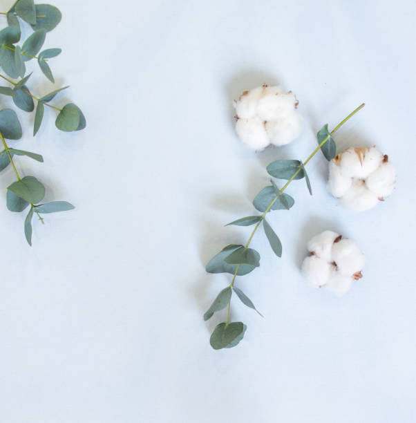 istock eucalyptus and cotton bolls on a pastel blue background 1212211793