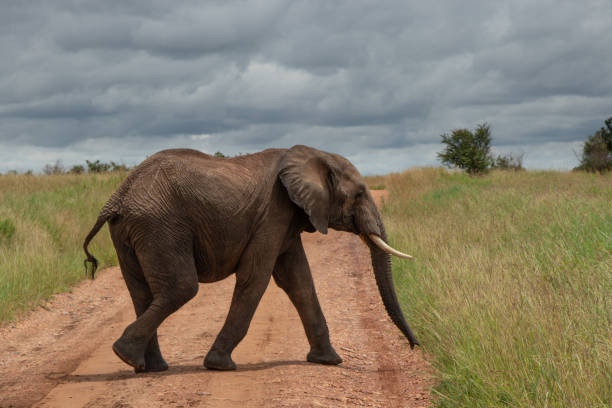 istock Elephant in Masai Mara, Kenya 1212211834