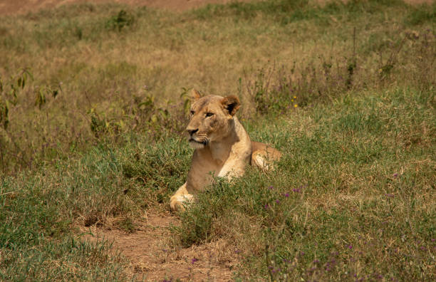 istock Lion in Lake Nakuru, Kenya 1212211843