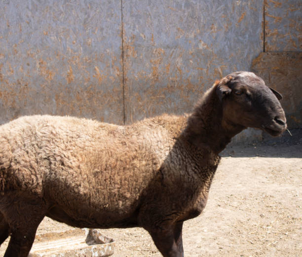 istock Livestock farm, sheep on ranch,horizontal photo. Copy space 1212213321