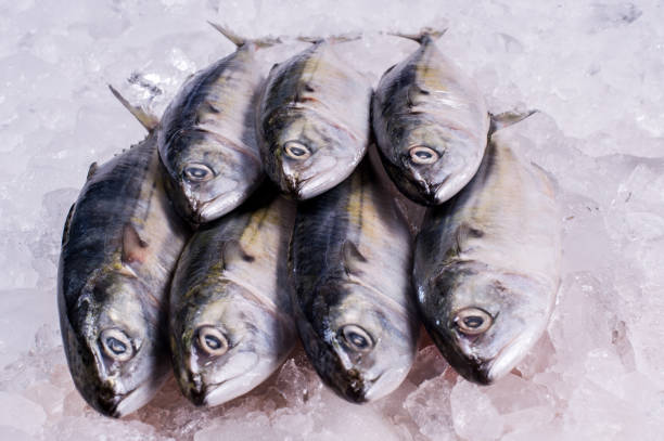 istock Ocean Fish Fresh Frozen Raw Material for Cooking restaurant import export supermarket 1212214320