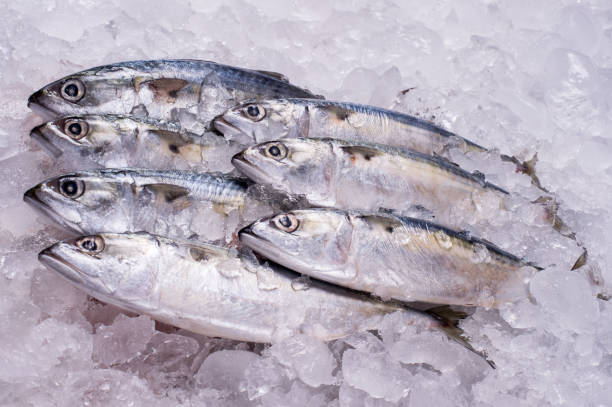 istock Ocean Fish Fresh Frozen Raw Material for Cooking restaurant import export supermarket 1212214326