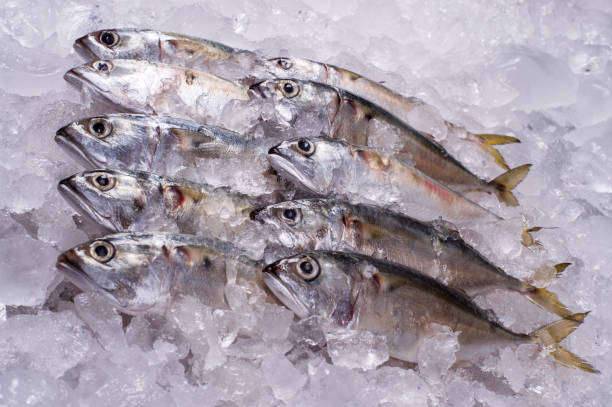 istock Ocean Fish Fresh Frozen Raw Material for Cooking restaurant import export supermarket 1212214341