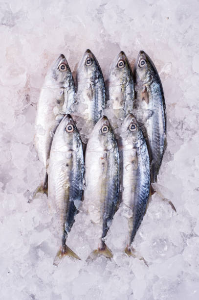 istock Ocean Fish Fresh Frozen Raw Material for Cooking restaurant import export supermarket 1212214342