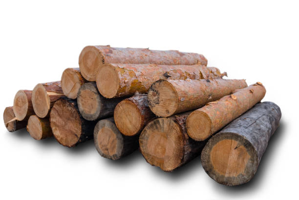 istock closeup heap of pine tree trunk isolated on a white background 1212214352