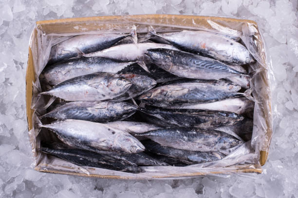 istock Ocean Fish Fresh Frozen Raw Material for Cooking restaurant import export supermarket 1212214363
