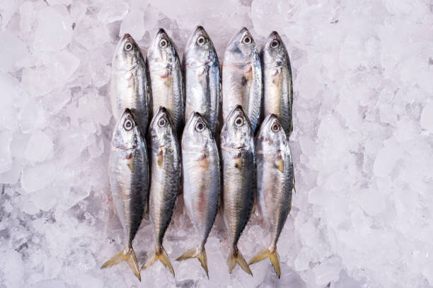 istock Ocean Fish Fresh Frozen Raw Material for Cooking restaurant import export supermarket 1212214364