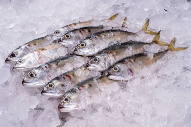 istock Ocean Fish Fresh Frozen Raw Material for Cooking restaurant import export supermarket 1212214372