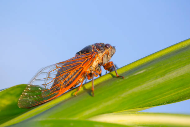 istock closeup huge cicada sit on a green leaf, outdoor background 1212214383