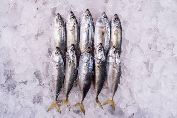 istock Ocean Fish Fresh Frozen Raw Material for Cooking restaurant import export supermarket 1212214384