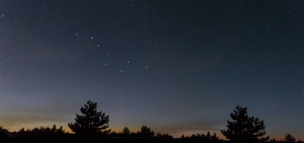 Ursa Major constellation on a night starry sky above pine tree and plain, night outdoor background