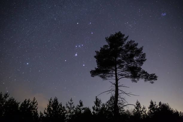 orion takımyıldızı yalnız çam ağacı, gece açık arka plan üzerinde bir gece yıldızlı gökyüzü - orion bulutsusu stok fotoğraflar ve resimler