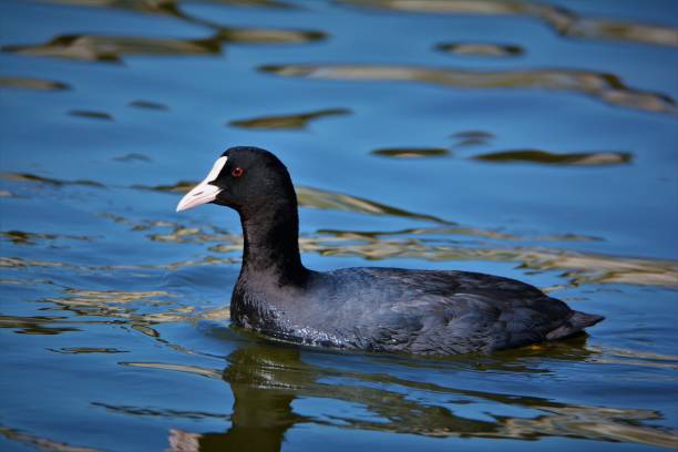 istock Sharp and Detail Swimming Eurasian coot 1212214537