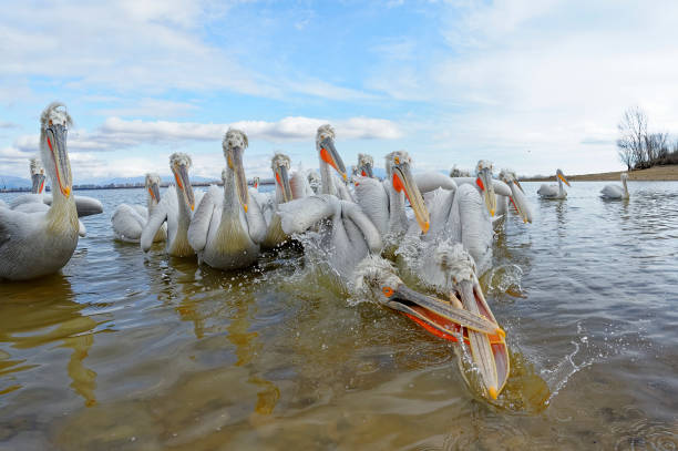 istock Dalmatian pelican fishing (Pelecanus crispus) 1212215440