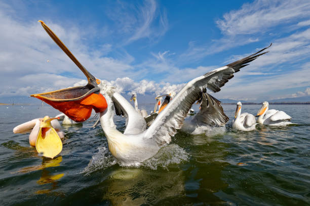 istock Dalmatian pelican fishing (Pelecanus crispus) 1212215454