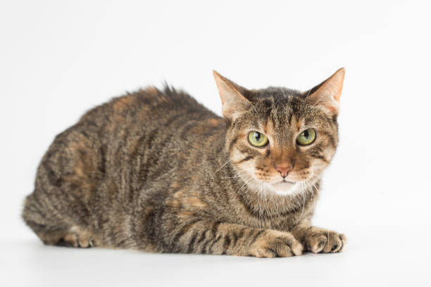istock Beautiful cat portrait 1212216156